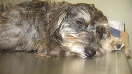 Schnoodles, Ink - Dog Breeders