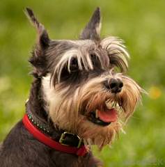 Sweet P Miniature Schnauzers - Dog and Puppy Pictures