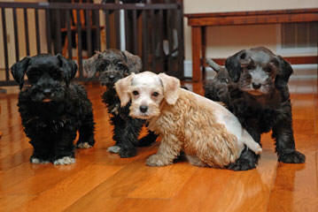 Mary’s Schnoodle Puppies - Dog Breeders