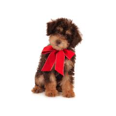 Mary’s Schnoodle Puppies - Dog and Puppy Pictures