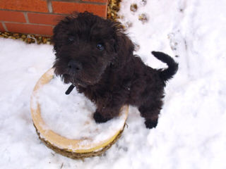 North Carolina Schnoodles - Dog Breeders