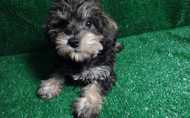 Mary’s Schnoodle Puppies - Dog and Puppy Pictures