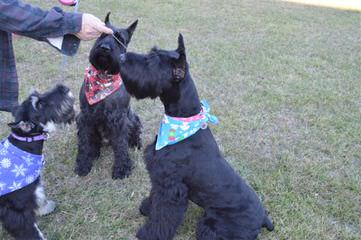 Mulberry Farm Cockapoos - Dog and Puppy Pictures