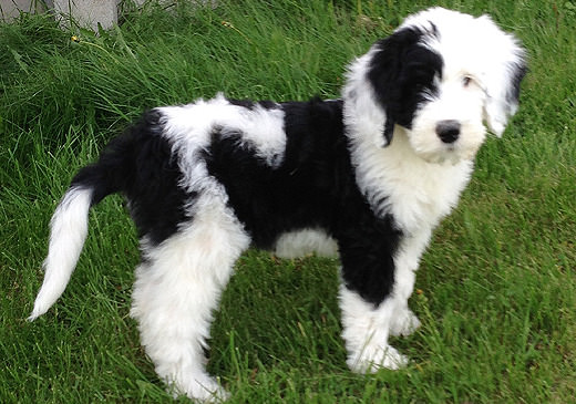 Sheepadoodle Dogs and Puppies