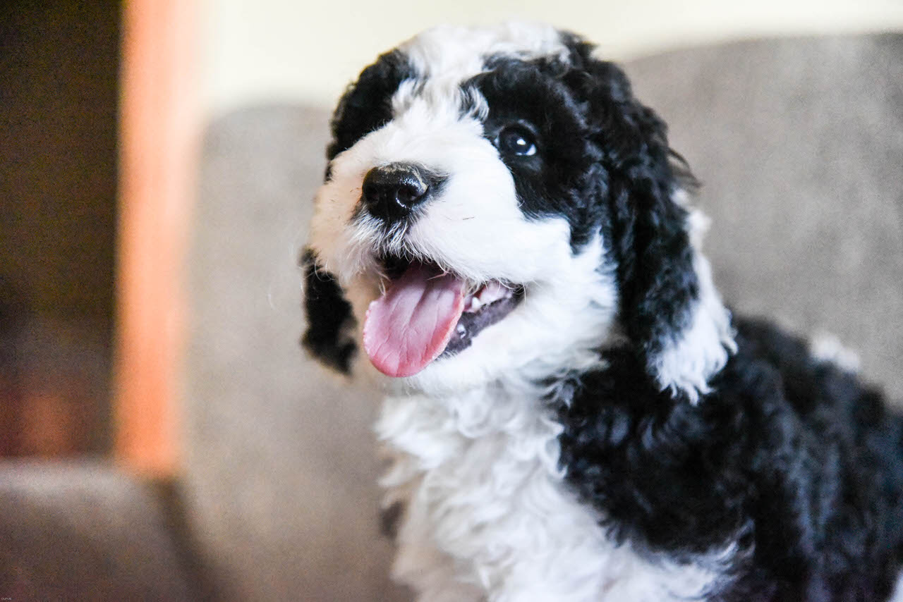 Sheepadoodle Dogs and Puppies