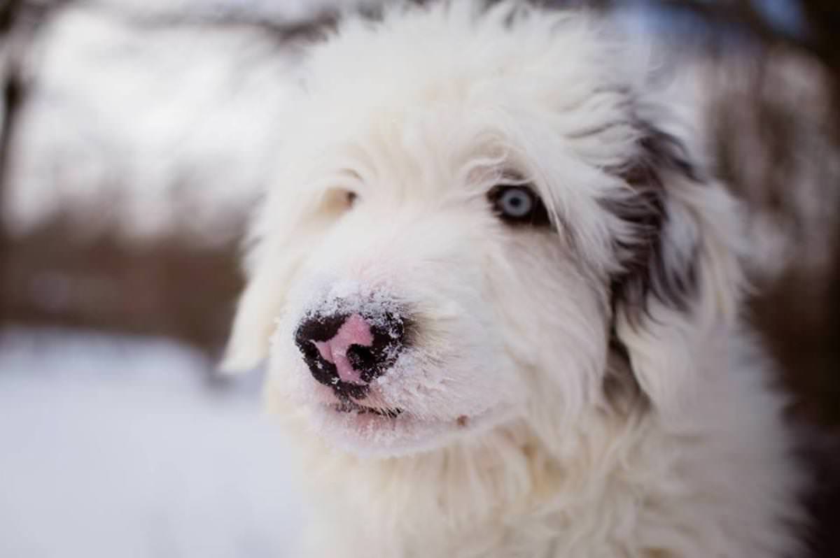 Sheepadoodle Dogs and Puppies