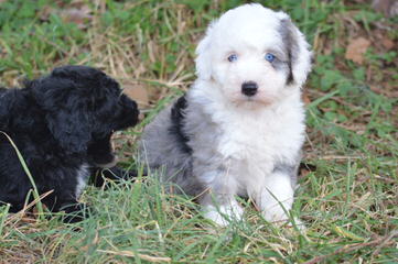 Sheepadoodle Puppies - Dog Breeders