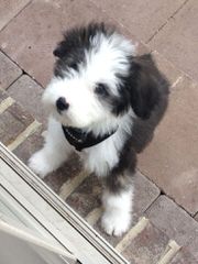 Sheepadoodle Luv - Dog Breeders