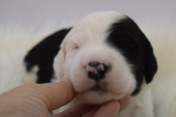 Sheepadoodle Puppies - Dog Breeders