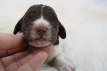 Sheepadoodle Luv - Dog and Puppy Pictures