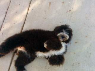 Sheepadoodle Luv - Dog and Puppy Pictures