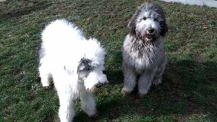 Prairie Paws Dogs - Dog and Puppy Pictures