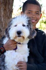 Metz’s Sheepadoodle Pups - Dog Breeders