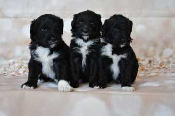 Dogpatch Sheepadoodles - Dog Breeders