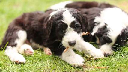 Prairie Paws Dogs - Dog and Puppy Pictures