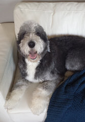 Sheepadoodle Puppies - Dog and Puppy Pictures