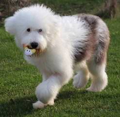 Sheepadoodle Puppies - Dog Breeders