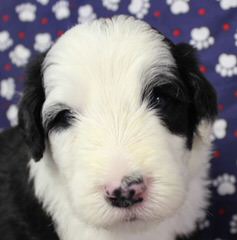 Dogpatch Sheepadoodles - Dog Breeders