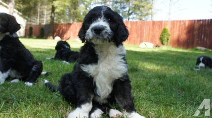 Metz’s Sheepadoodle Pups - Dog and Puppy Pictures