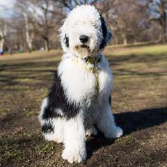 Metz’s Sheepadoodle Pups - Dog and Puppy Pictures