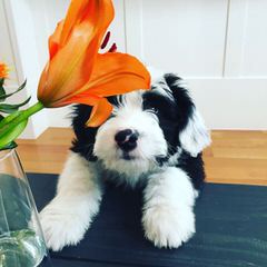 Sheepadoodle Puppies - Dog and Puppy Pictures