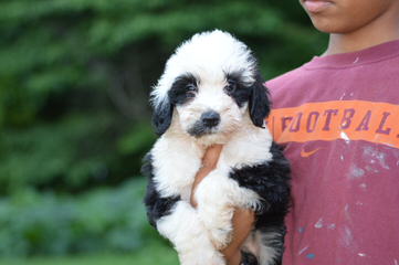 Sheepadoodle Luv - Dog Breeders