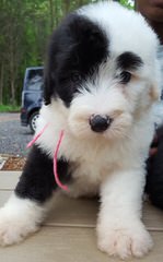 Metz’s Sheepadoodle Pups - Dog Breeders