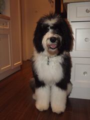 Sheepadoodle Puppies - Dog Breeders