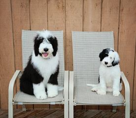 Utah Wiggle Bottoms - Dog and Puppy Pictures