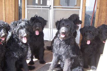 Pam’s Sheepadoodle’s - Dog Breeders