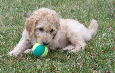 Colorado Blue Sky Kennel - Dog Breeders