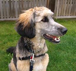 Colorado Blue Sky Kennel - Dog Breeders