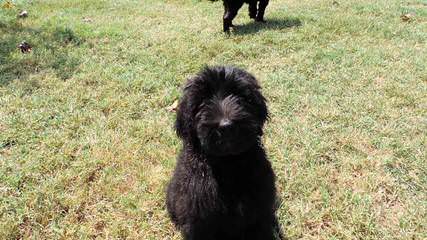 Colorado Blue Sky Kennel - Dog Breeders