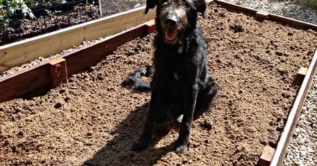 Colorado Blue Sky Kennel - Dog and Puppy Pictures