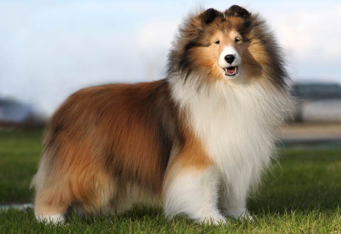 Shetland Sheepdog Dogs and Puppies