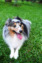 Morrow Shelties – Shetland Sheepdog - Dog and Puppy Pictures