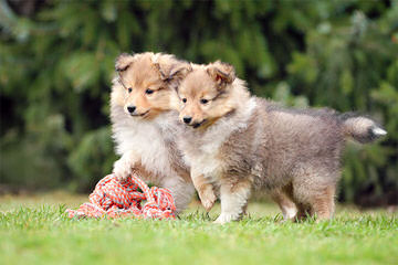 Sheltie Sweethearts - Dog Breeders