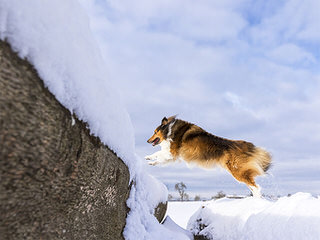 Akc Registered Sheltie Puppies For Sale - Dog Breeders