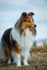 Blue Destiny Shelties - Dog Breeders