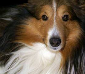 Sheltie Puppies For Sale. Male And Female - Dog Breeders