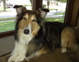 Sheltie Sweethearts - Dog Breeders