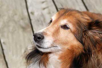 Sheltie Puppies - Dog Breeders