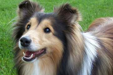 Family/Show/Agility Ukc/Akc Shetland Sheep Dogs - Dog Breeders