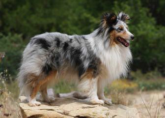 Morrow Shelties – Shetland Sheepdog - Dog and Puppy Pictures