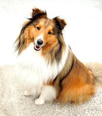 Sunridge Shelties - Dog and Puppy Pictures