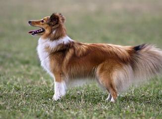 Sunridge Shelties - Dog and Puppy Pictures