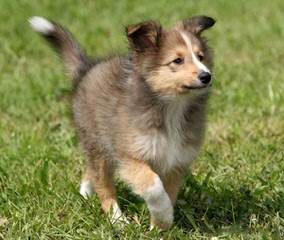 Family/Show/Agility Ukc/Akc Shetland Sheep Dogs - Dog Breeders