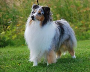 Wyndeway Shetland Sheepdogs - Dog Breeders