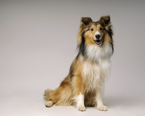 Wyndeway Shetland Sheepdogs - Dog Breeders