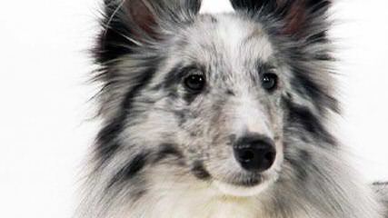 Akc Sheltie-Price Reduced! - Dog Breeders